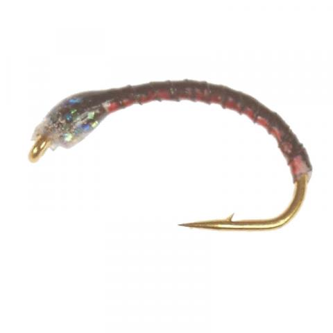 Gambe coregone vertigone 5 nymphes gsq